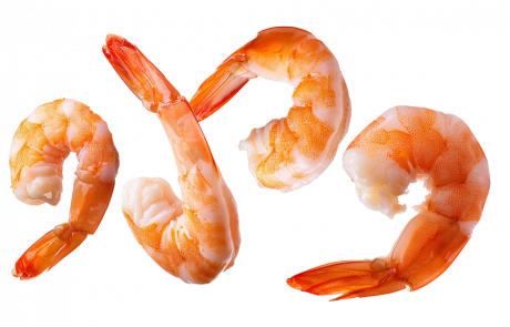 Shrimp
